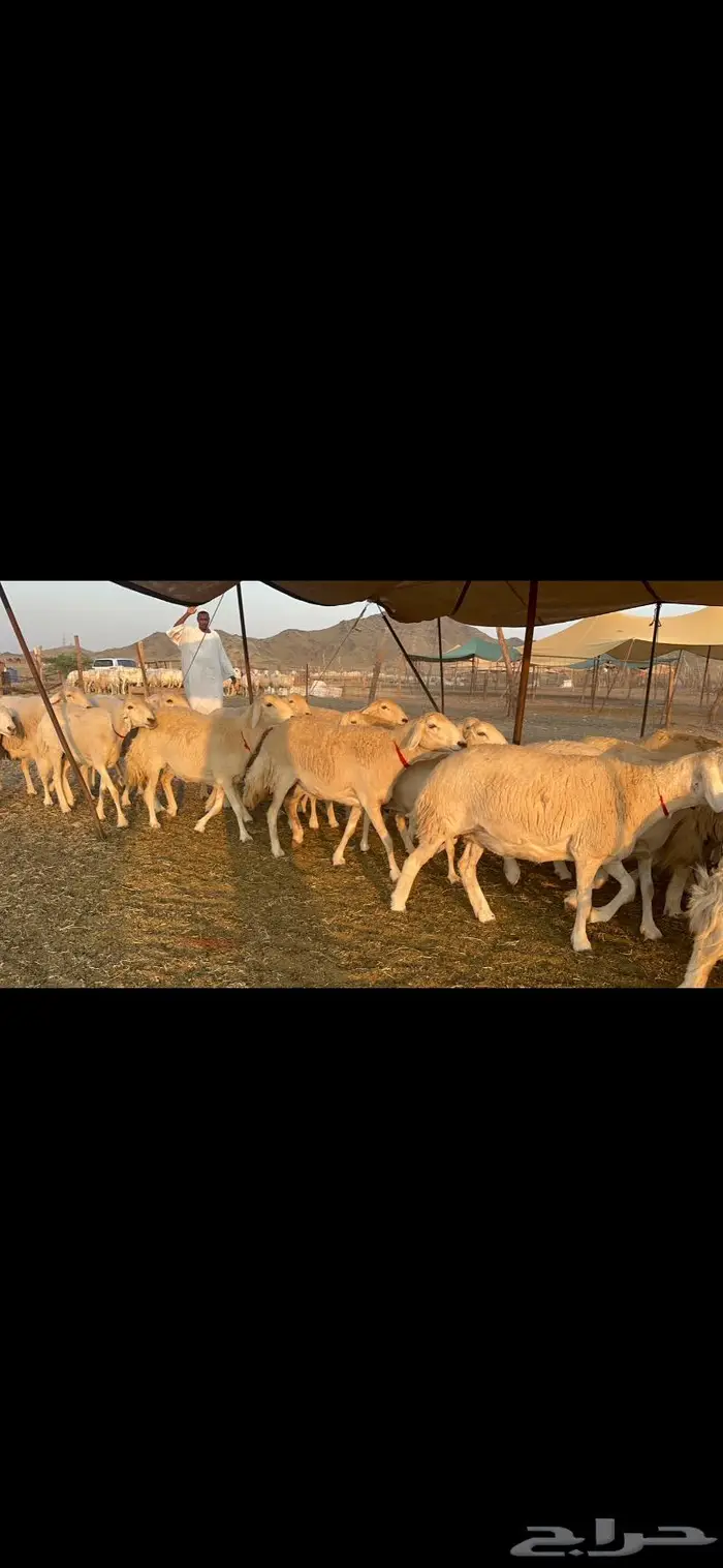 غنم حرش جروم 0