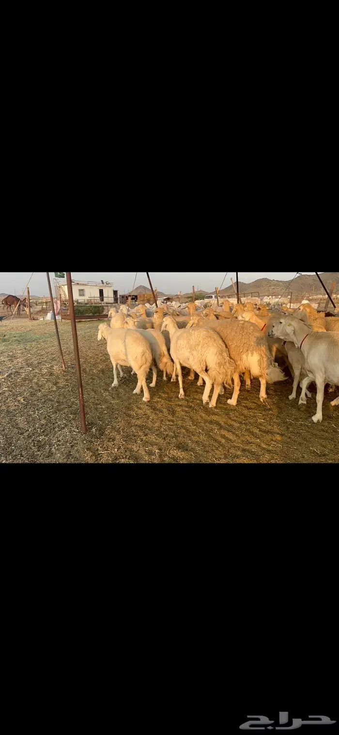 غنم حرش جروم 3