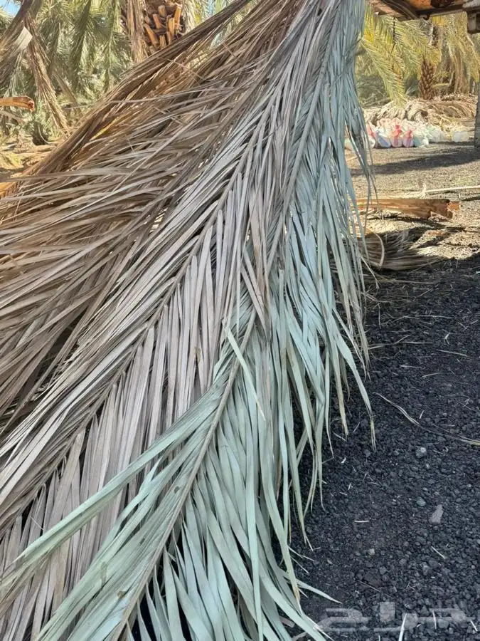 سعف نخل جريد عسيب 3