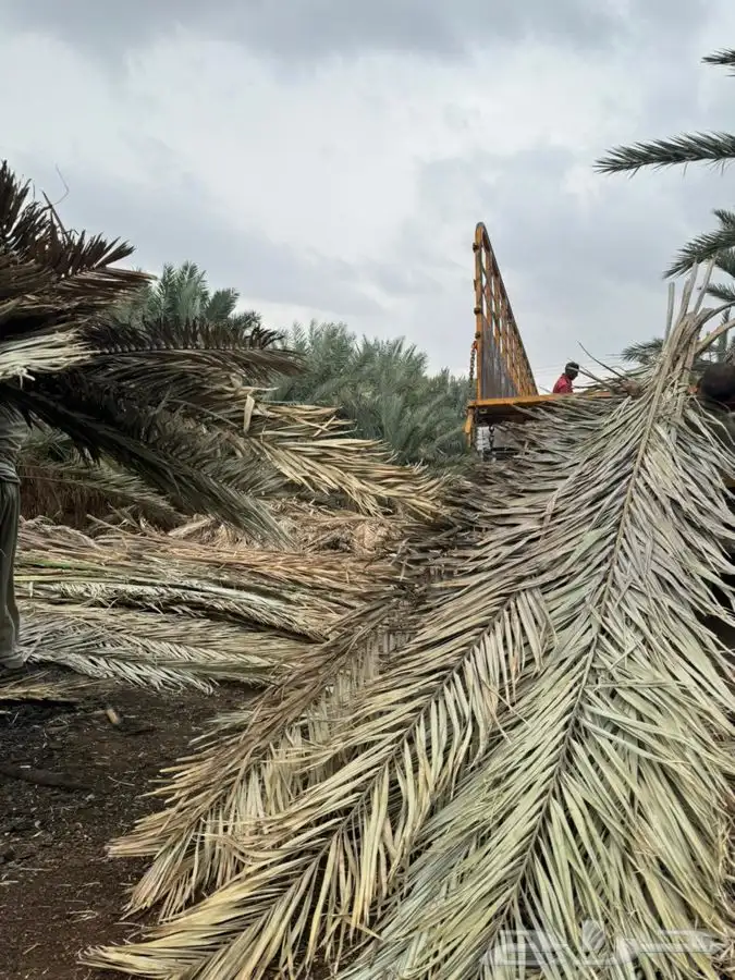 سعف نخل جريد عسيب 5