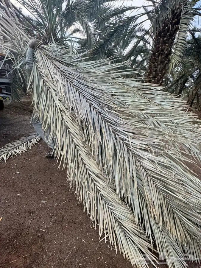 سعف نخل جريد عسيب 8