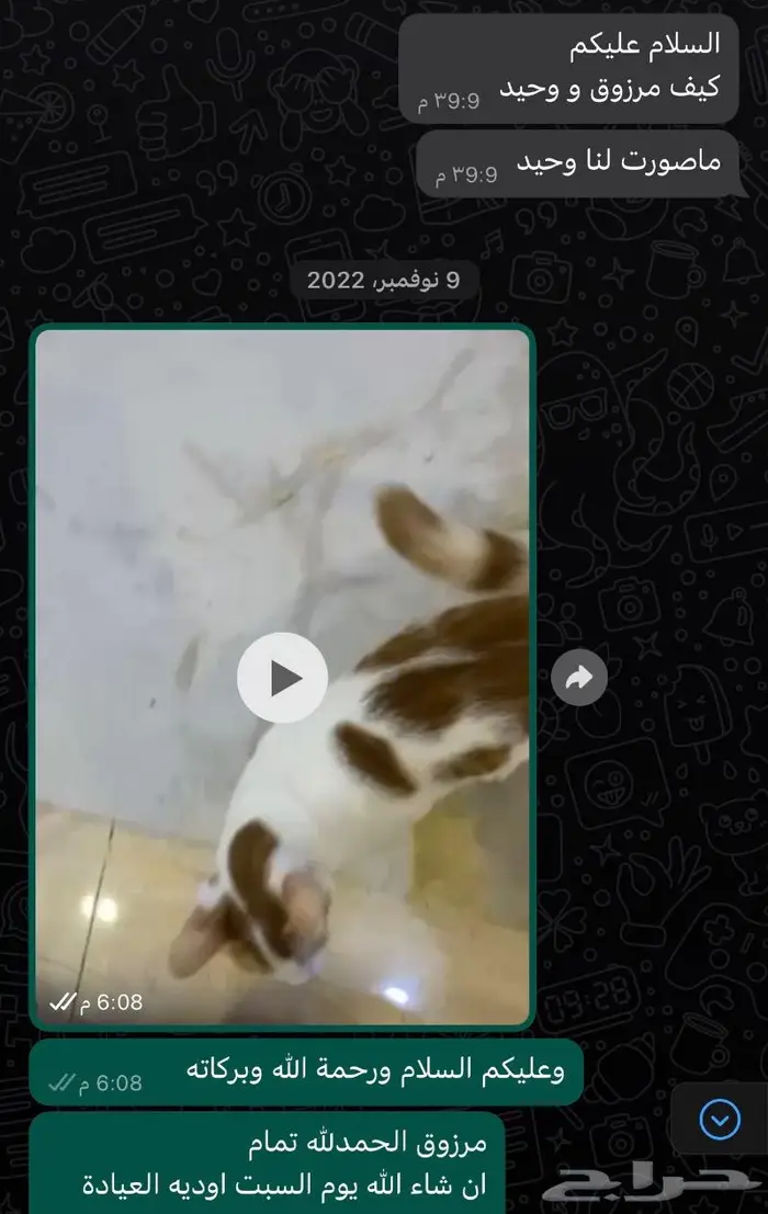 فندقة قطط وتزاوج قطط في بجدة 1
