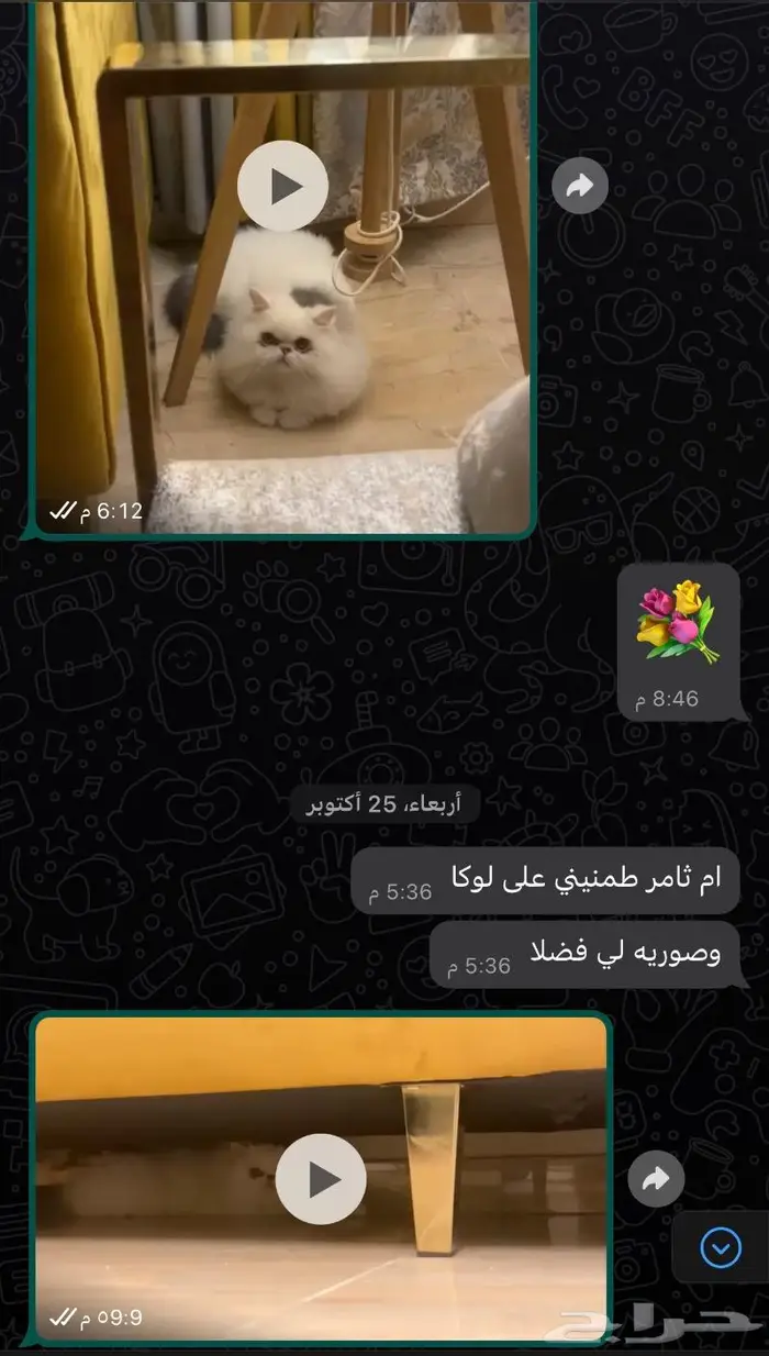 فندقة قطط وتزاوج قطط في بجدة 4