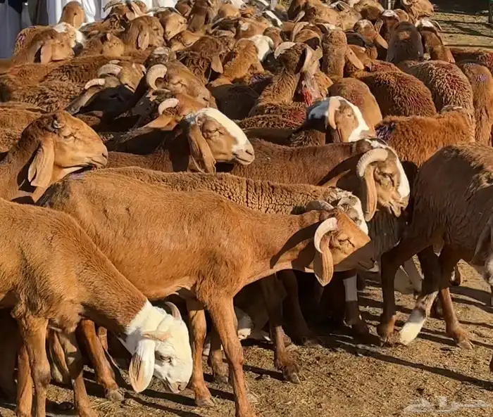 سواكني حمري تربية درجة اولى ثلاجات- مناسبات- زواجات- عقائق 2