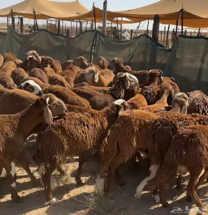سواكني حمري تربية درجة اولى ثلاجات- مناسبات- زواجات- عقائق 1