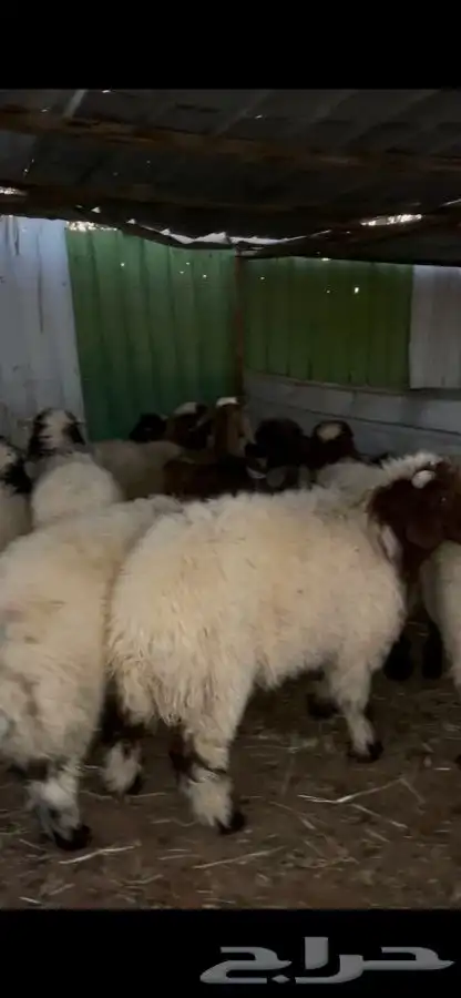 ذبايح ضحايا نعيم و سواكني 2