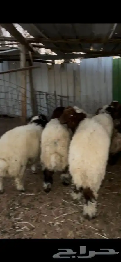 ذبايح ضحايا نعيم و سواكني 6