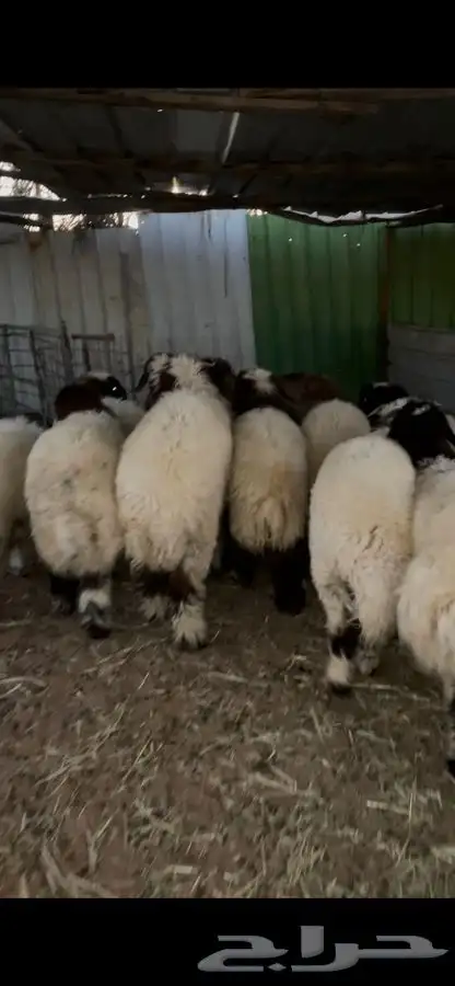 ذبايح ضحايا نعيم و سواكني 4