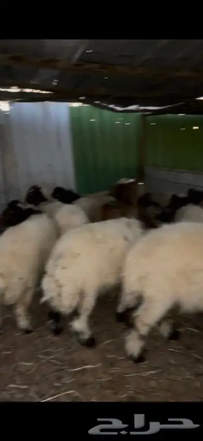 ذبايح ضحايا نعيم و سواكني 3