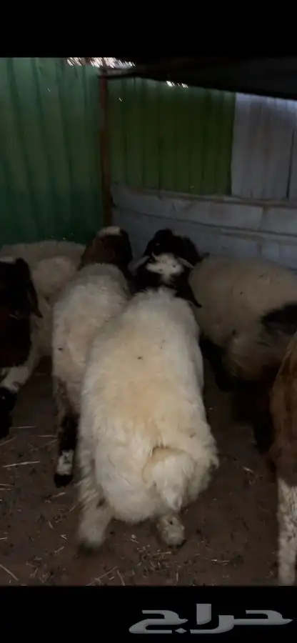 ذبايح ضحايا نعيم و سواكني 7