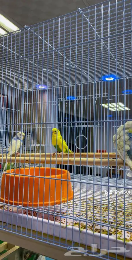 جميع مستلزمات حيوانك الأليف جوده وأسعار تنافسيه 5