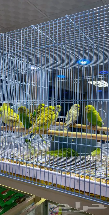 جميع مستلزمات حيوانك الأليف جوده وأسعار تنافسيه 4