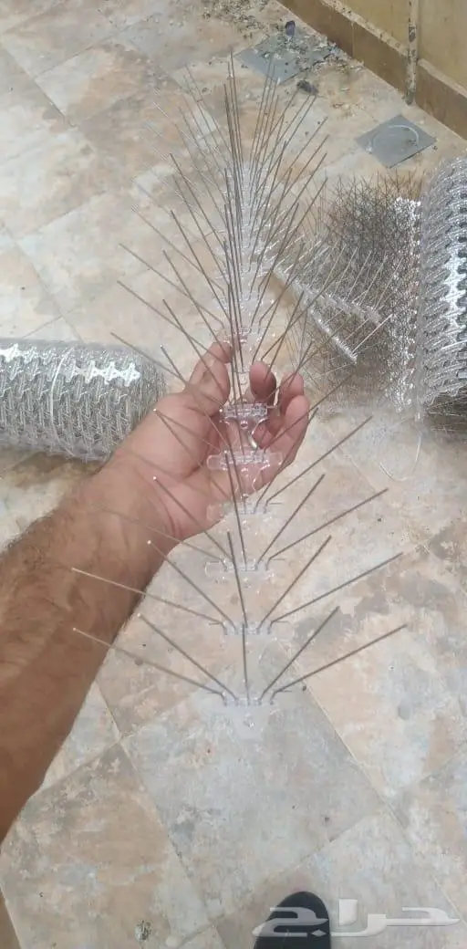 شركة مكافحة الحمام بتبوك 18