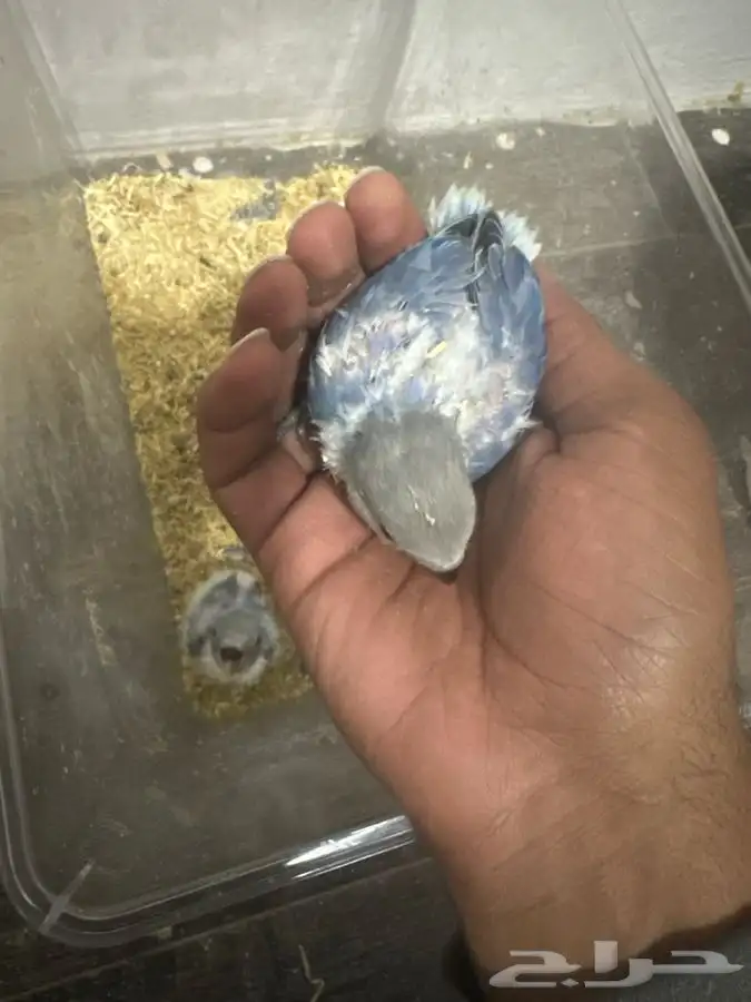 فروخ روز غر ( تم البيع ) 1