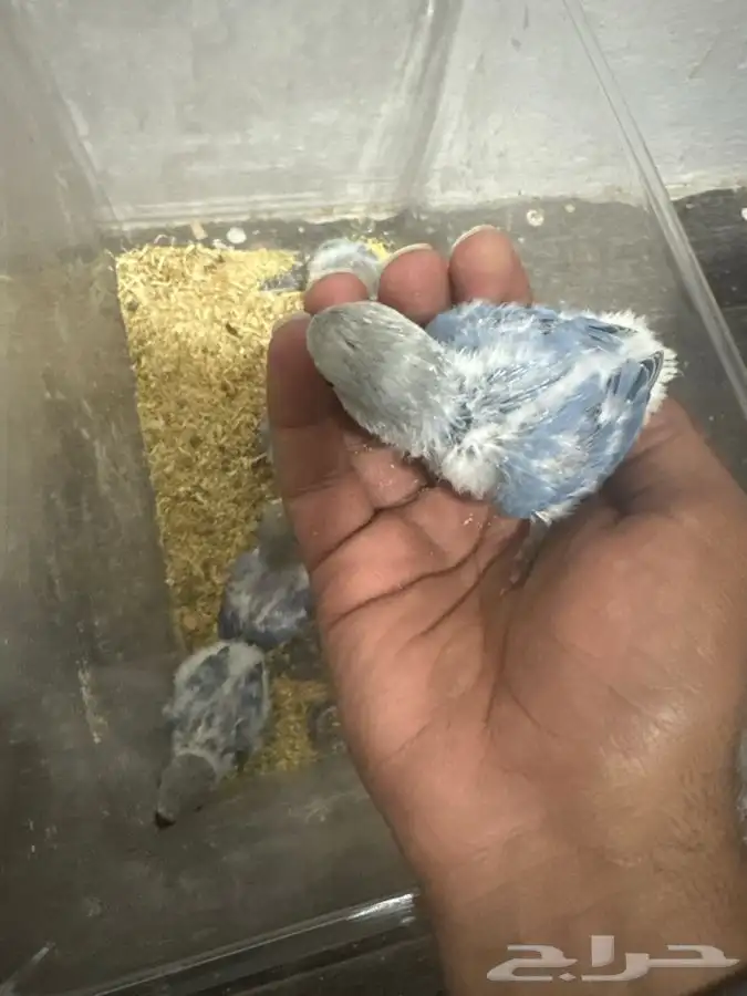 فروخ روز غر ( تم البيع ) 0