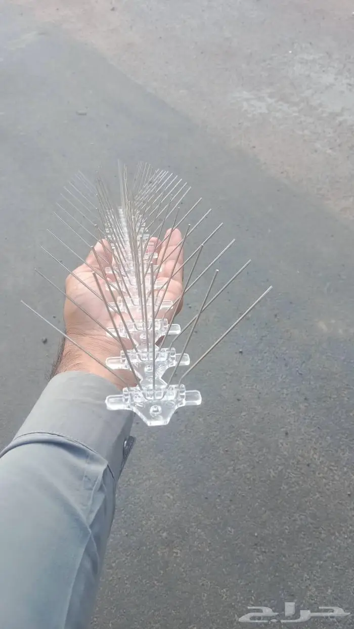 شركة مكافحة الحمام بتبوك 21