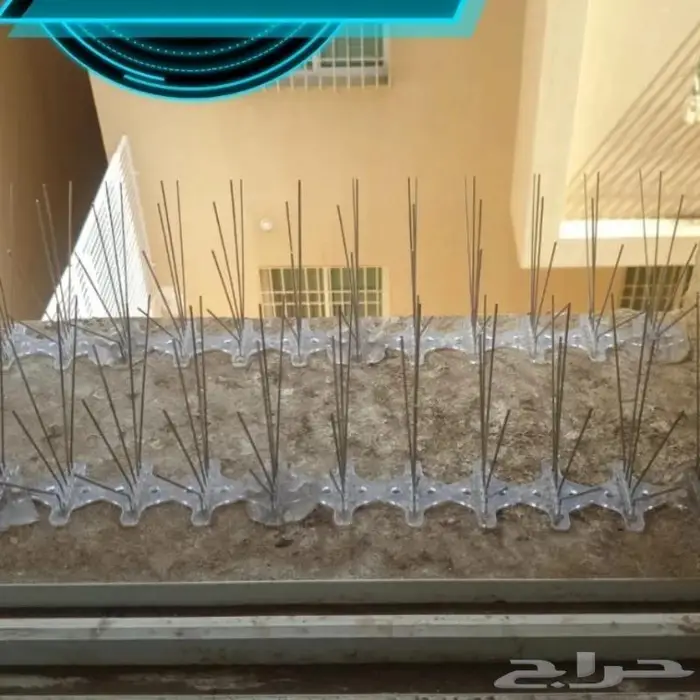شركة مكافحة الحمام بتبوك 16