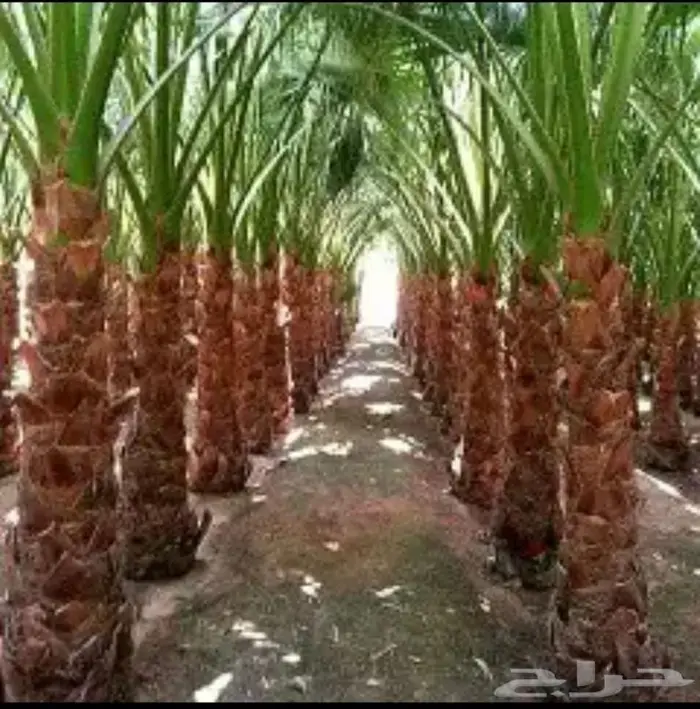 جميع انواع انخيل 5