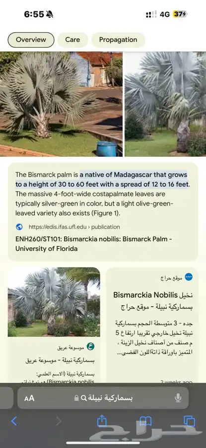 نخل Bismarckia Nobilis بسماركية نبيلة 14