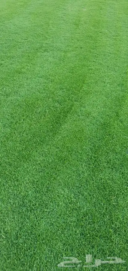 اشجار زيتون معمر قسم الزراعه لدى الشركه 5