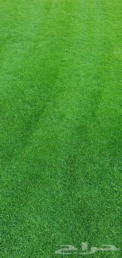 اشجار زيتون معمر قسم الزراعه لدى الشركه 1