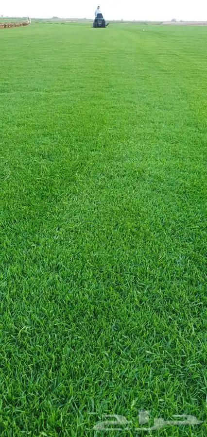 اشجار زيتون معمر قسم الزراعه لدى الشركه 2
