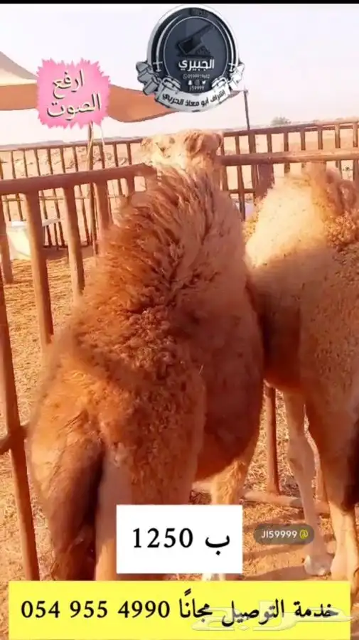 حوار وحري وسواكني تربيه 2