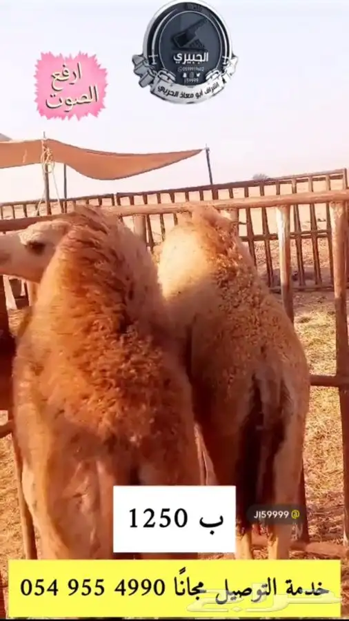 حوار وحري وسواكني تربيه 4
