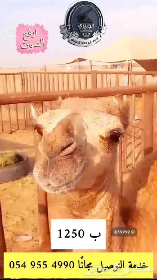 حوار وحري وسواكني تربيه 0
