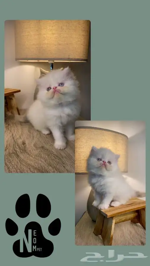 5 كيتن قطط اقساط بيكي فيس سكوتش فولد هملايا شيرازي قطوه قطه 6