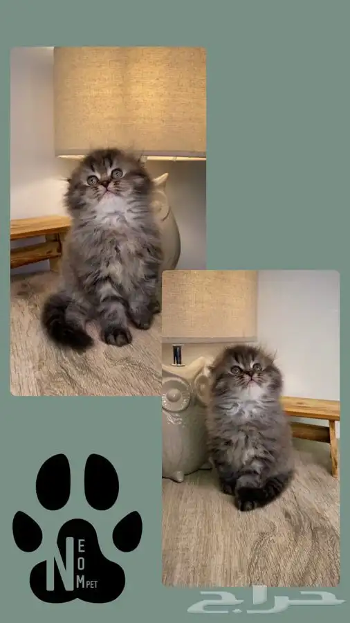 5 كيتن قطط اقساط بيكي فيس سكوتش فولد هملايا شيرازي قطوه قطه 3