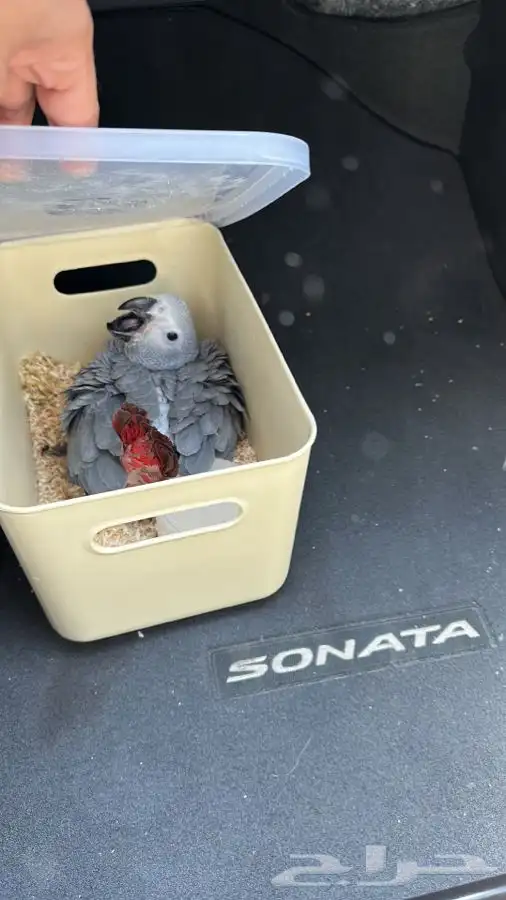 توصيل حيوانات طرود هدايا من جدة للرياض 3