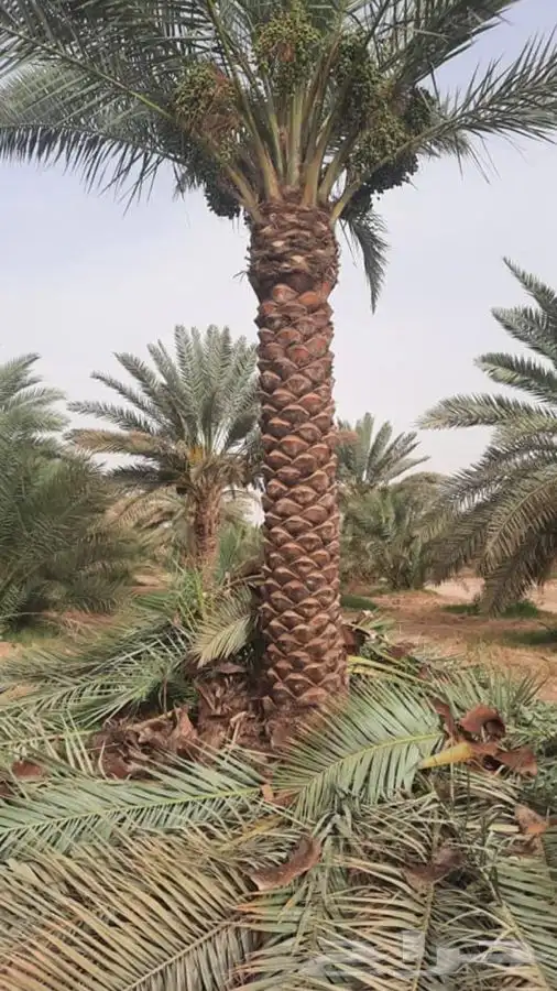 اشجار زيتون معمر قسم الزراعه لدى الشركه 70
