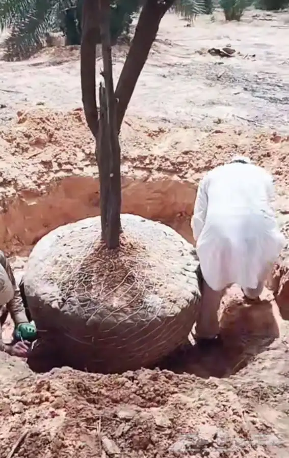اشجار زيتون معمر قسم الزراعه لدى الشركه 71