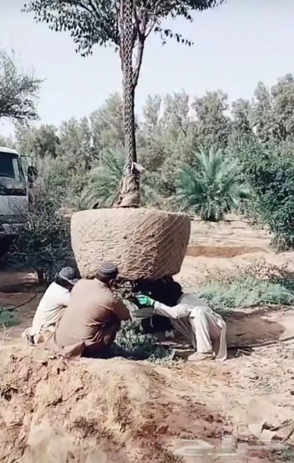 اشجار زيتون معمر قسم الزراعه لدى الشركه 72