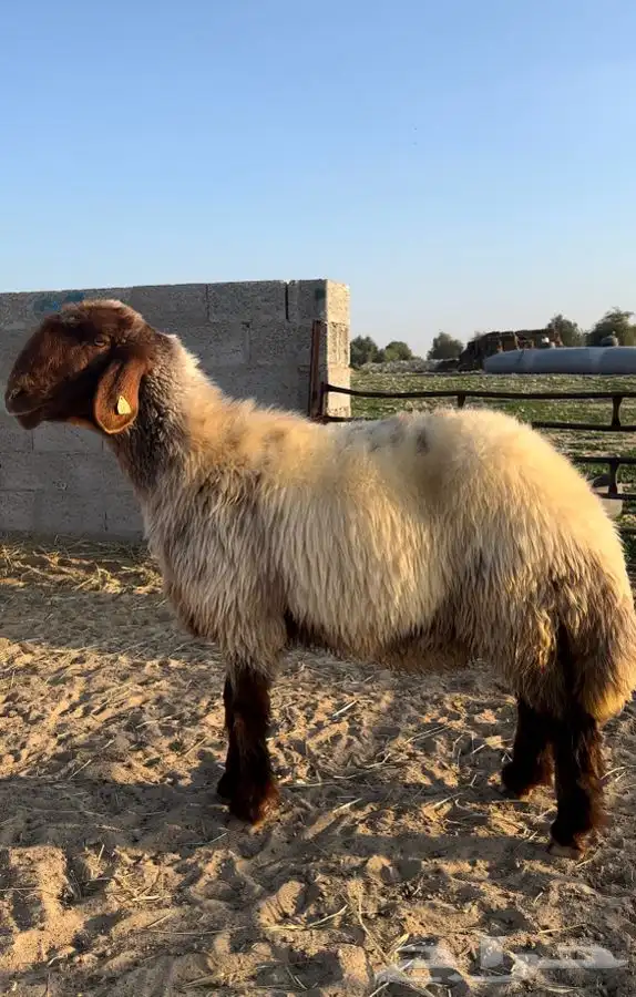 6 شياه غنم نعيم صنف معرفات فاخرة 0