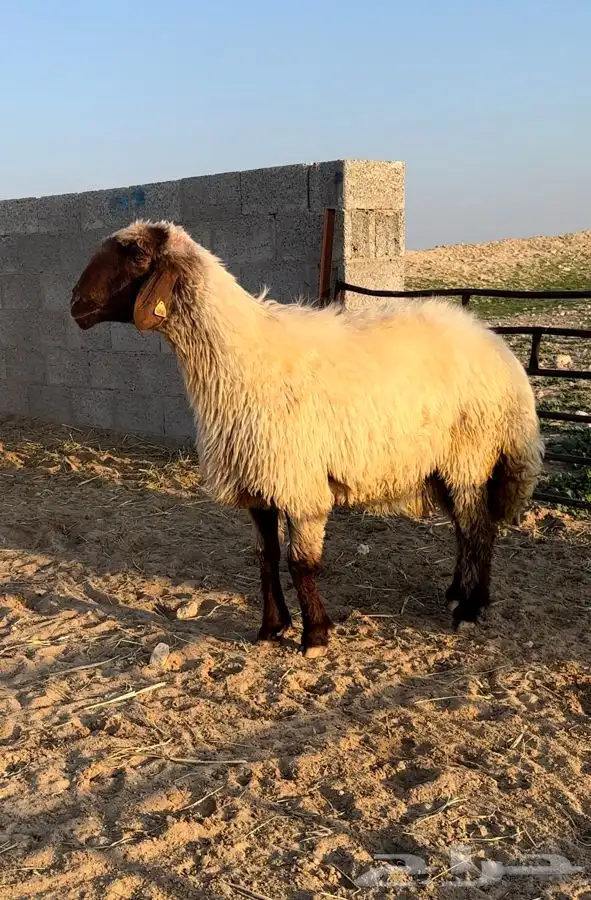 6 شياه غنم نعيم صنف معرفات فاخرة 5