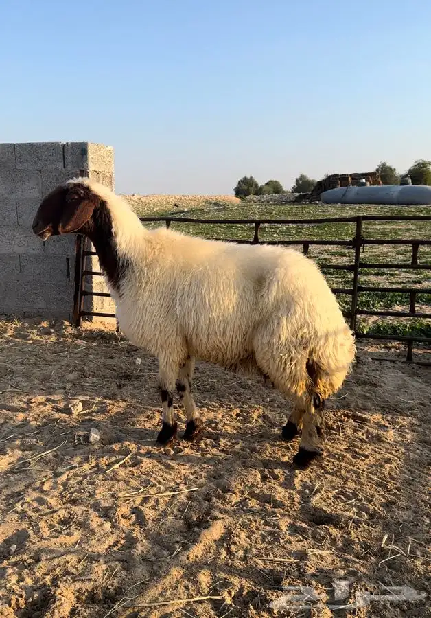 6 شياه غنم نعيم صنف معرفات فاخرة 4