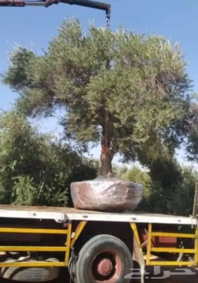 اشجار زيتون معمر قسم الزراعه لدى الشركه 53