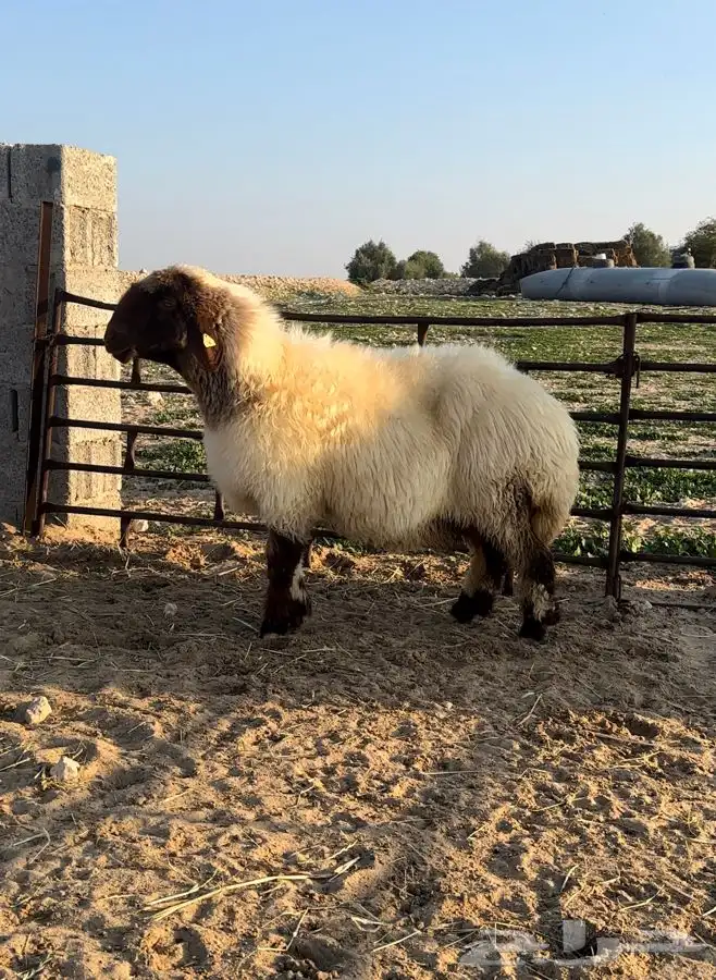 6 شياه غنم نعيم صنف معرفات فاخرة 3