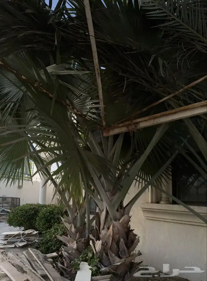 نخل Bismarckia Nobilis بسماركية نبيلة 12