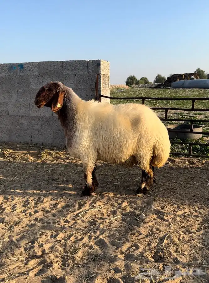 6 شياه غنم نعيم صنف معرفات فاخرة 1