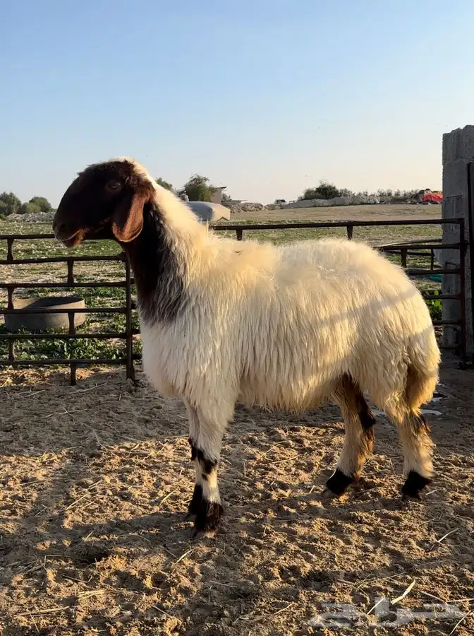 6 شياه غنم نعيم صنف معرفات فاخرة 2