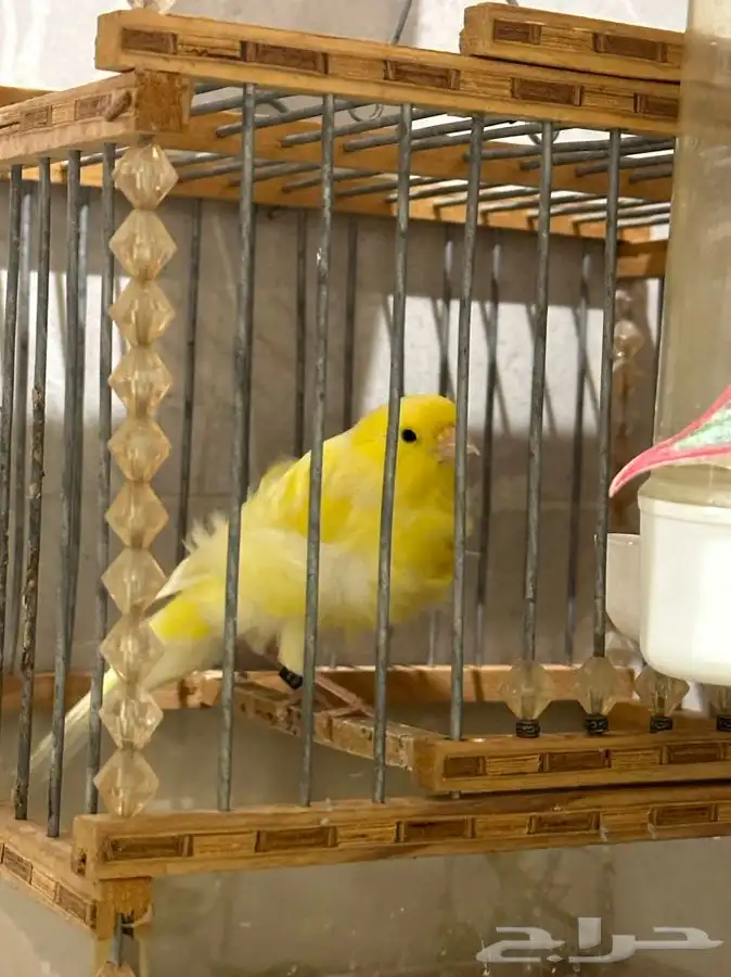 كناري مفتل ملفوف تم البيع 5