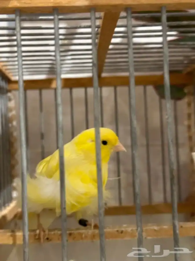 كناري مفتل ملفوف تم البيع 1