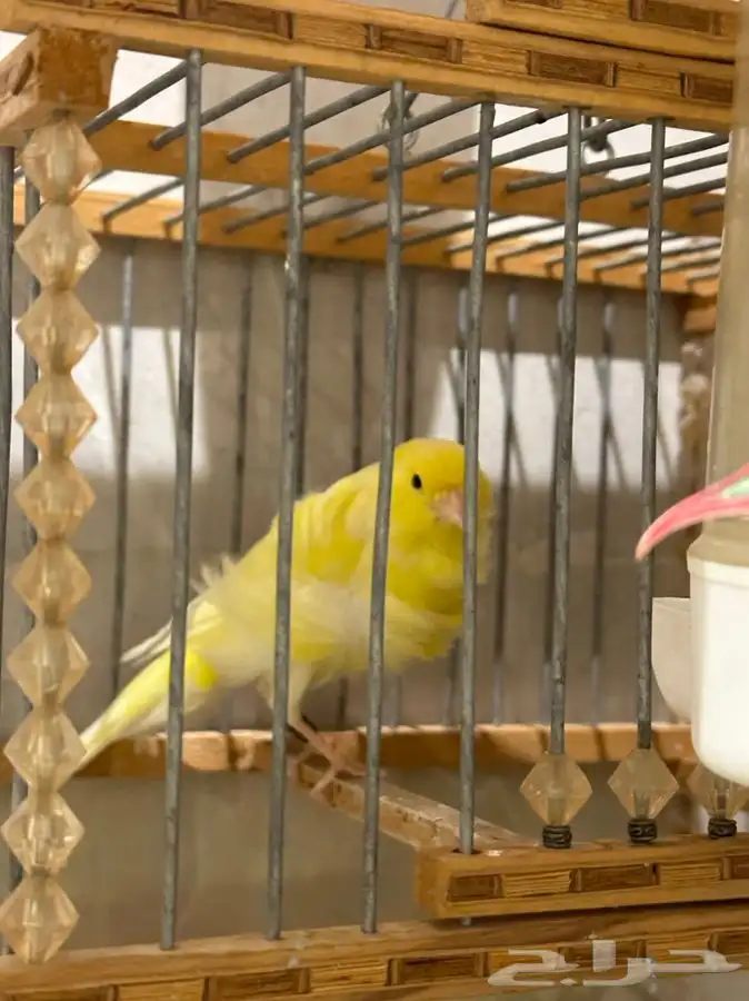 كناري مفتل ملفوف تم البيع 4