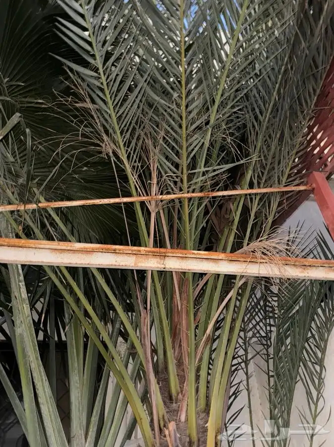 نخل Bismarckia Nobilis بسماركية نبيلة 8