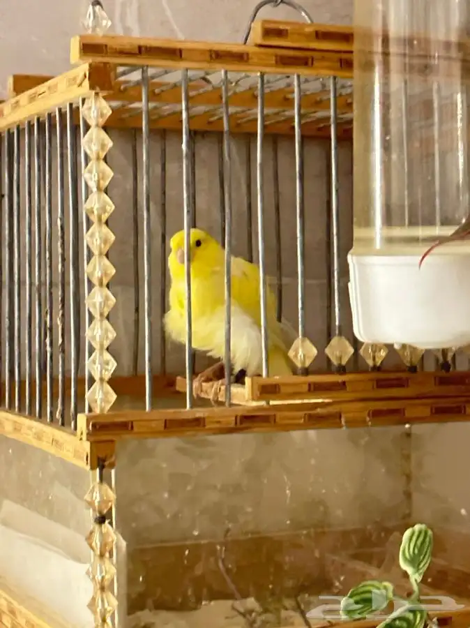 كناري مفتل ملفوف تم البيع 7