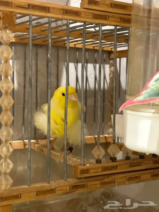 كناري مفتل ملفوف تم البيع 3