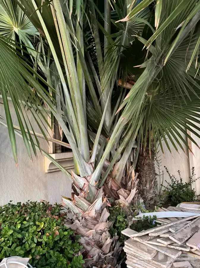 نخل Bismarckia Nobilis بسماركية نبيلة 2
